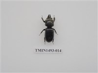 藏品(金龜科(三)及黑豔蟲科)的圖片